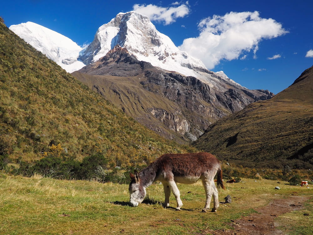A grazing donkey with Mount Huascarán in the background