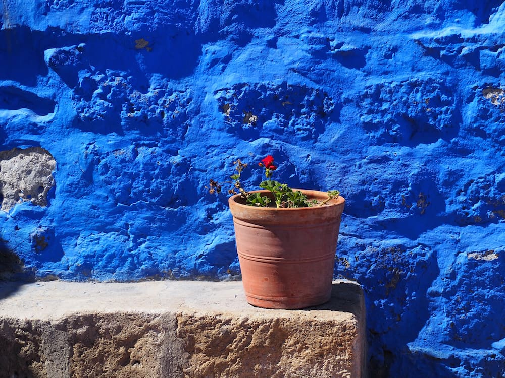 A plant pot in front of a blue wall