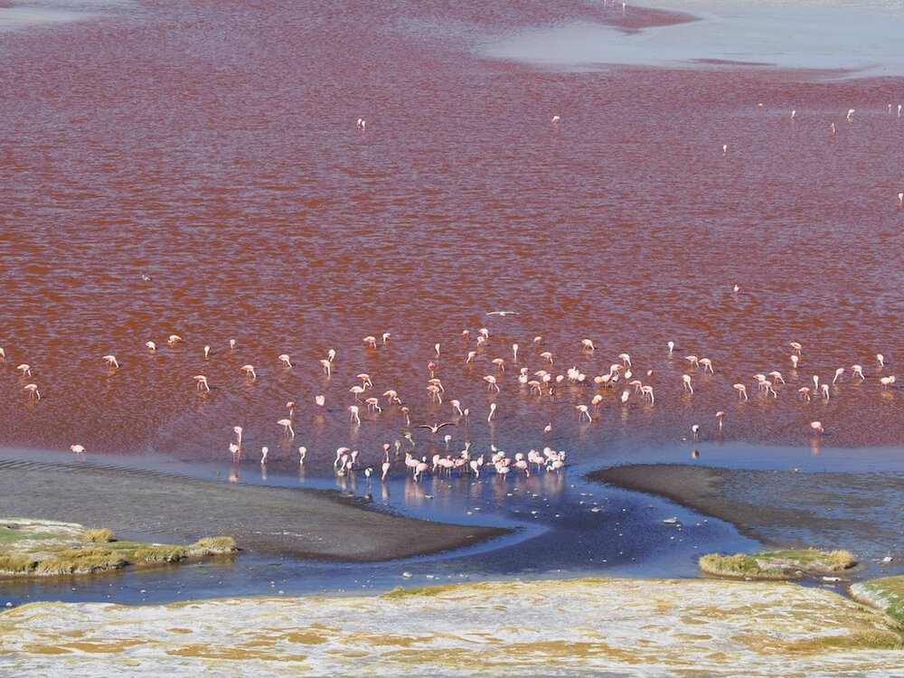 Flamingoes at Laguna Colorada