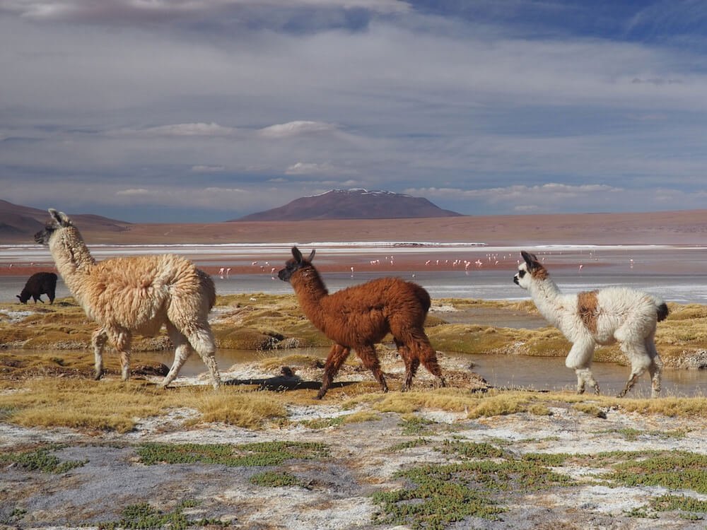 Three llamas at Laguna Colorada, Bolivia