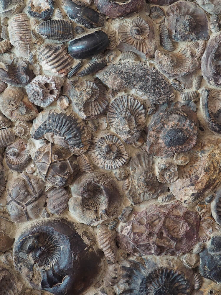Fossil wall in Museo de Fosil