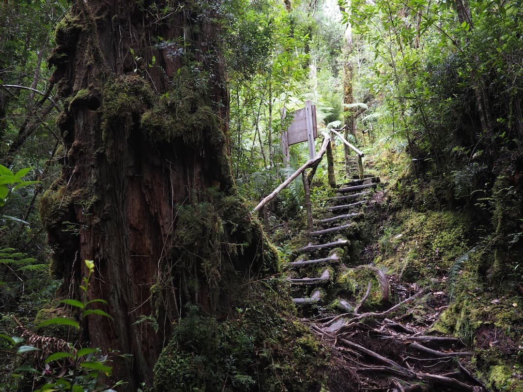 Alerce tree in front of a staircase in the forest
