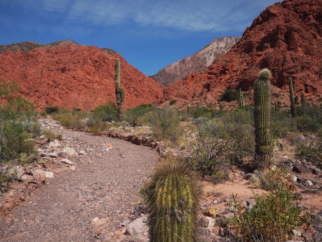 Large cactus