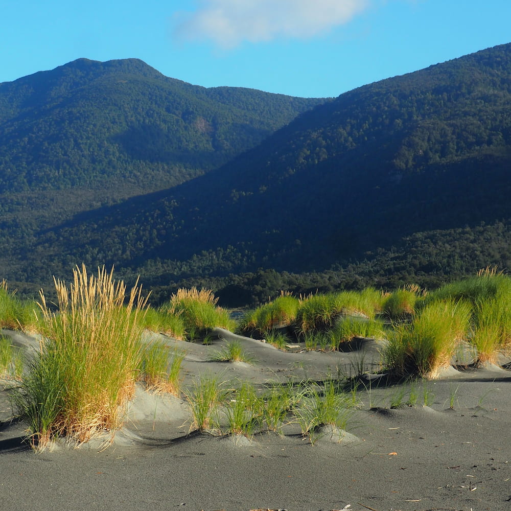 Grasses on the beach