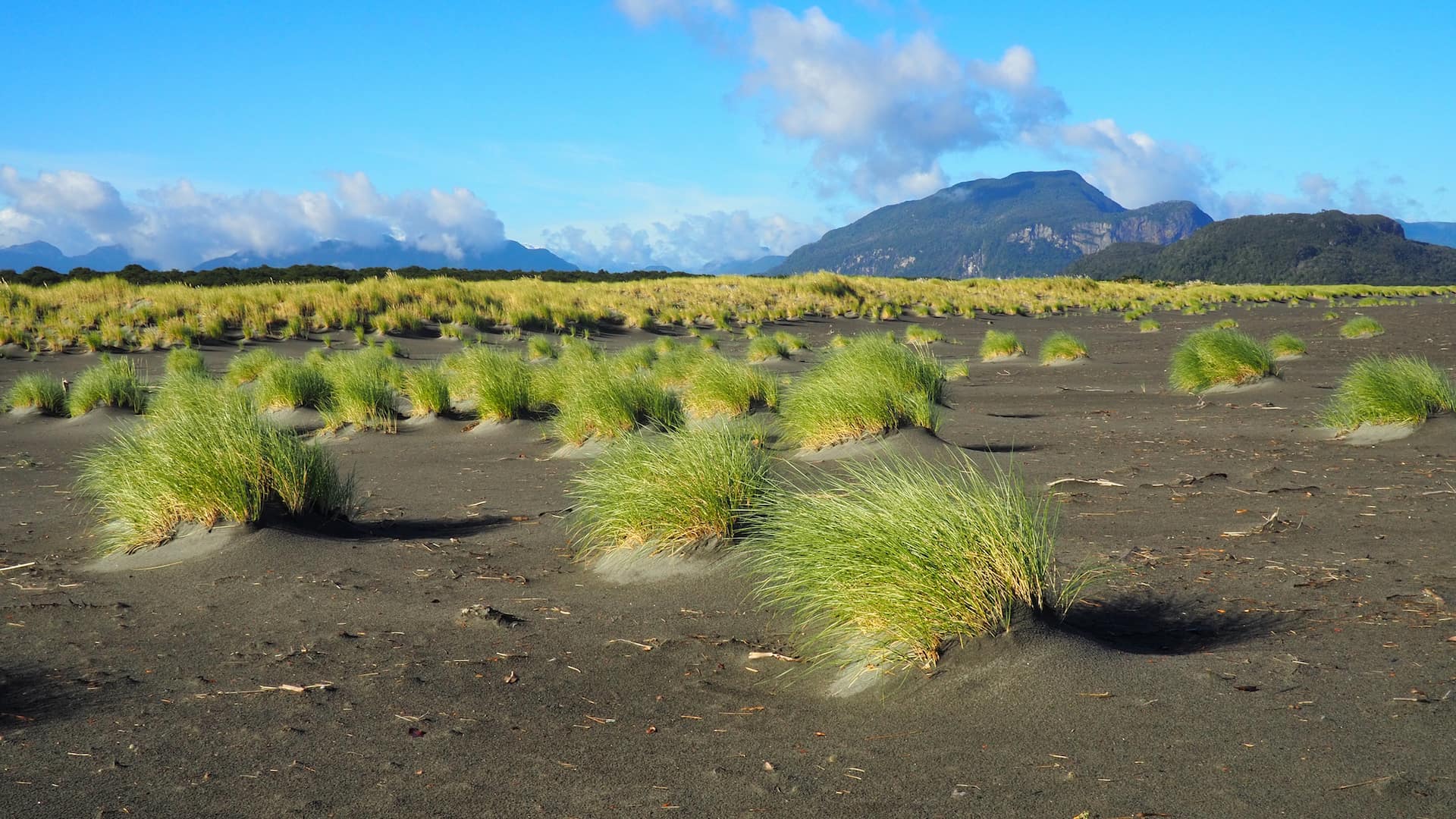 Grasses at the top of the beach