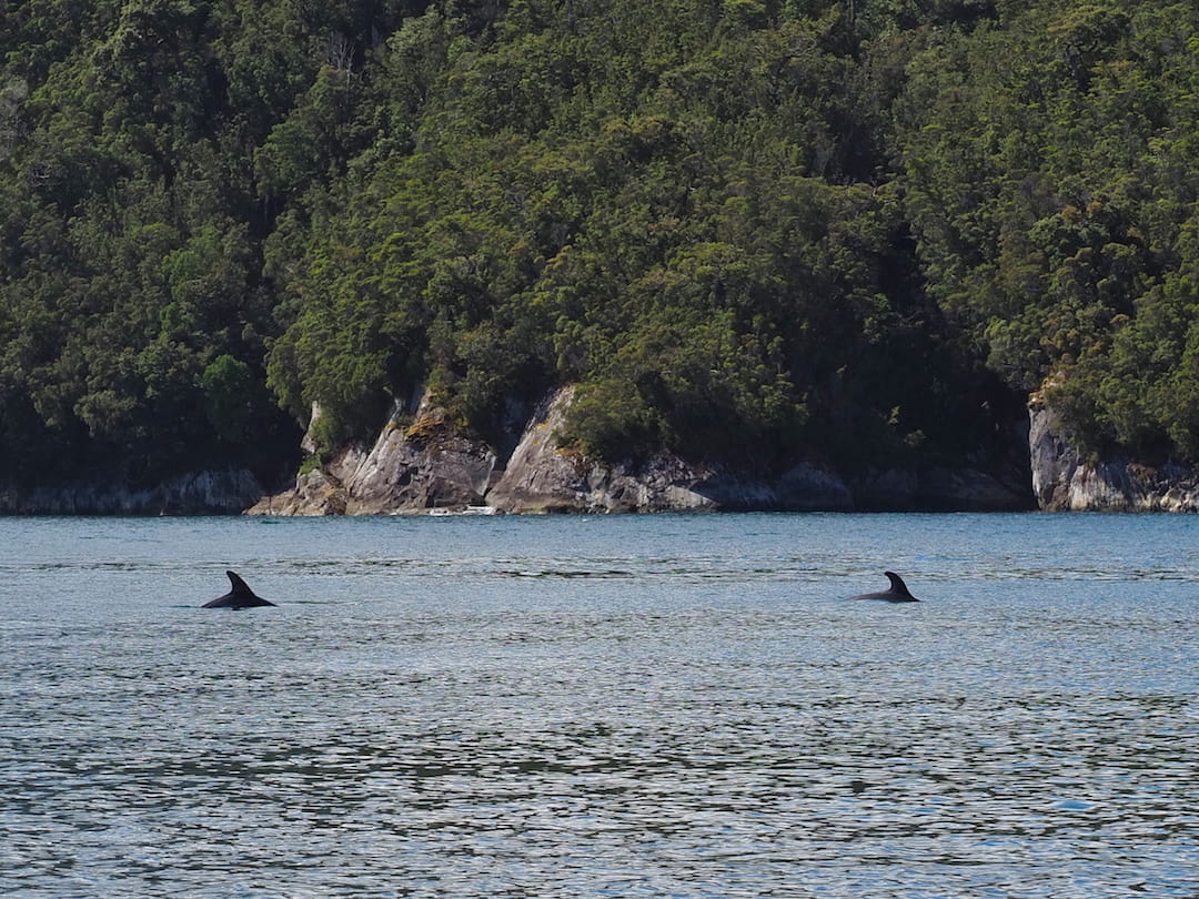 Two dolphins