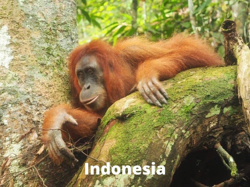 Indonesia Asia