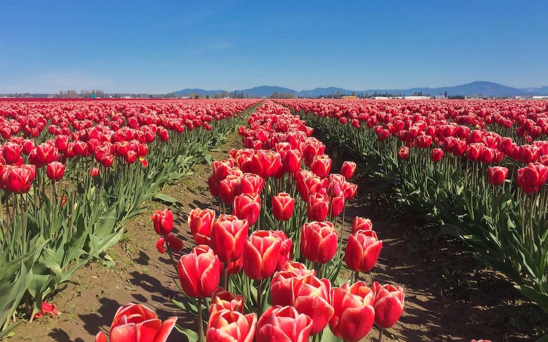 The Skagit Valley Tulip Festival: How To Plan Your Visit