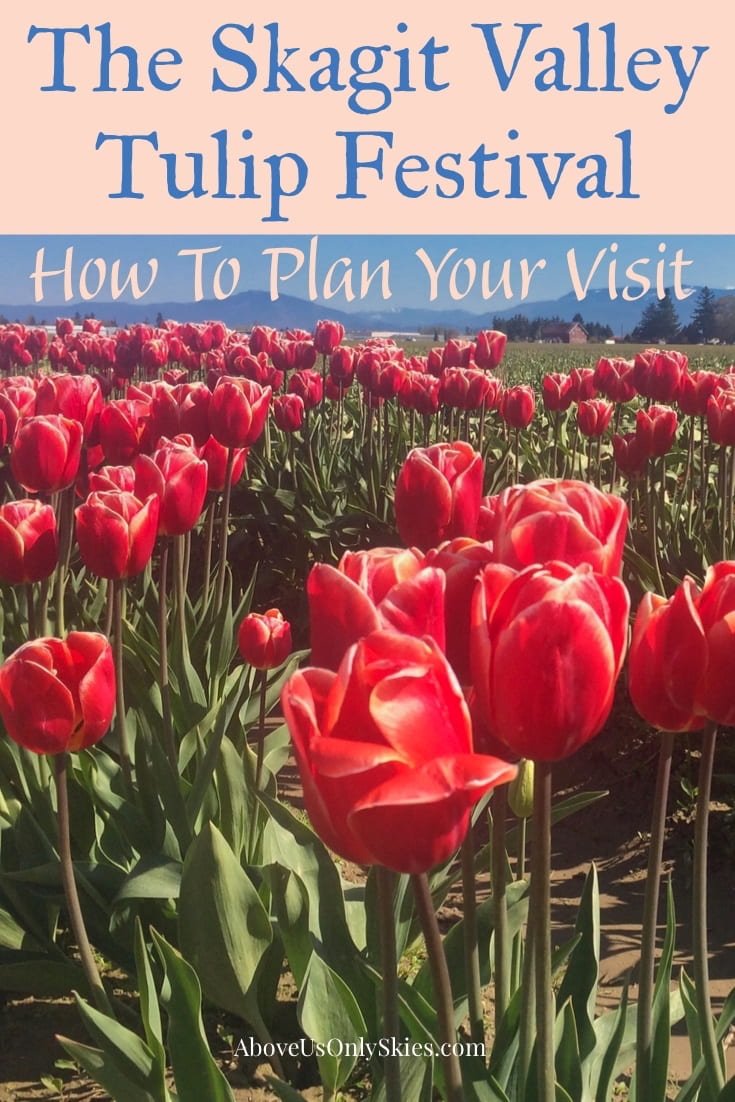 In Washington's far northwest, the Skagit Valley Tulip Festival announces its arrival every year with a burst of vivid spring colours. Here's what to expect when you visit #skagitvalley #tulips #springflowers #spring #tulipfields #tulipfestival #pacificnorthwest #smalltowntravel #pnw #flowers #flowering #bulbs #usatravel #washingtonstate