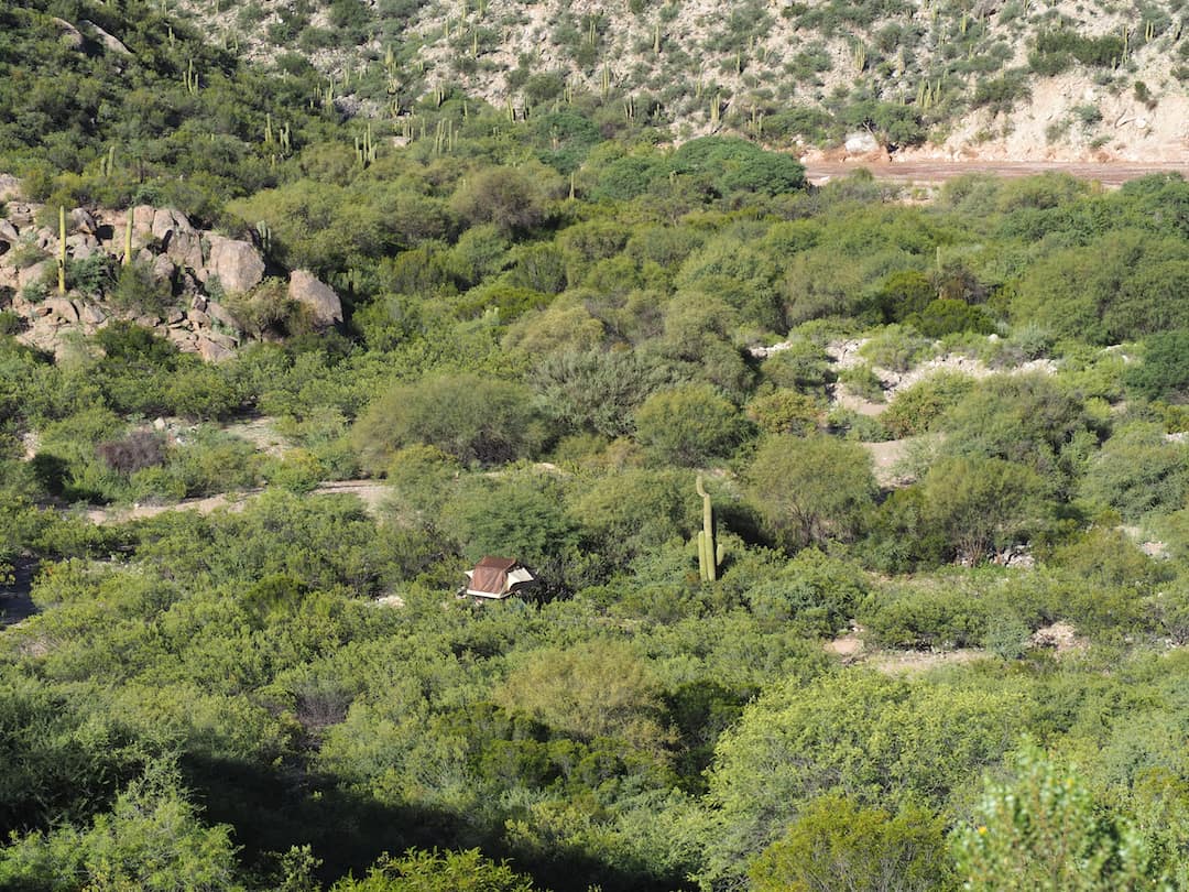Camper van parked amidst green shrubs and cacti