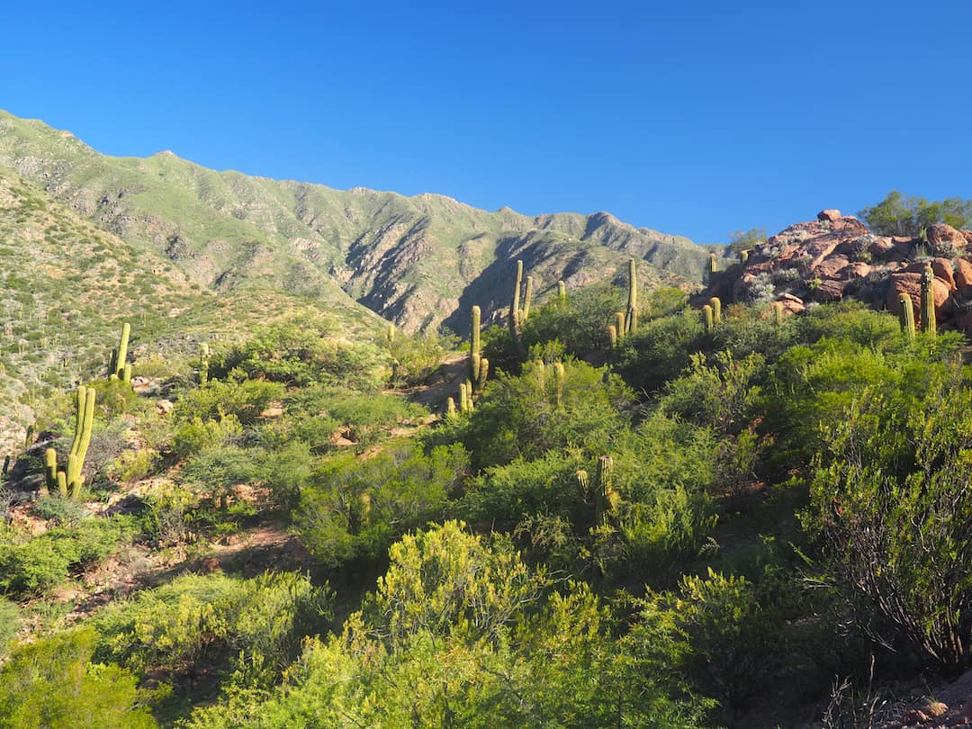 Cacti and green bush at Chañarmuyo Dique