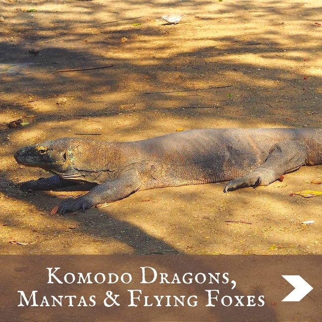 INDONESIA - Komodo