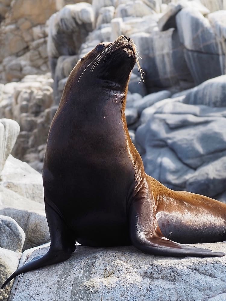 A sea lion standing upright on a large rock