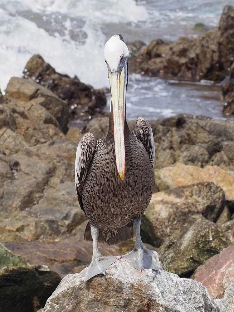 A pelican stands on a rock with the sea behind