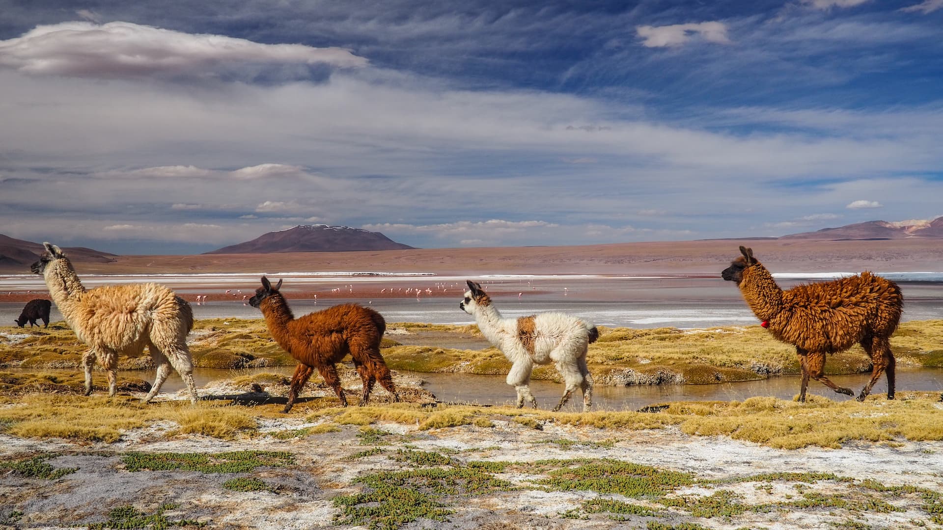 Four llamas walking in line from right to left with a pink lake and plateau-shaped mountain in the background