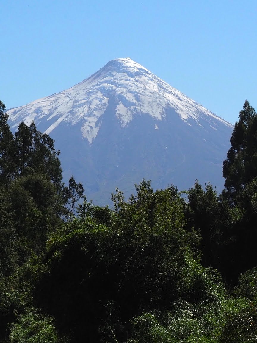 Green pine trees in the foreground, snow-capped volcano in the background
