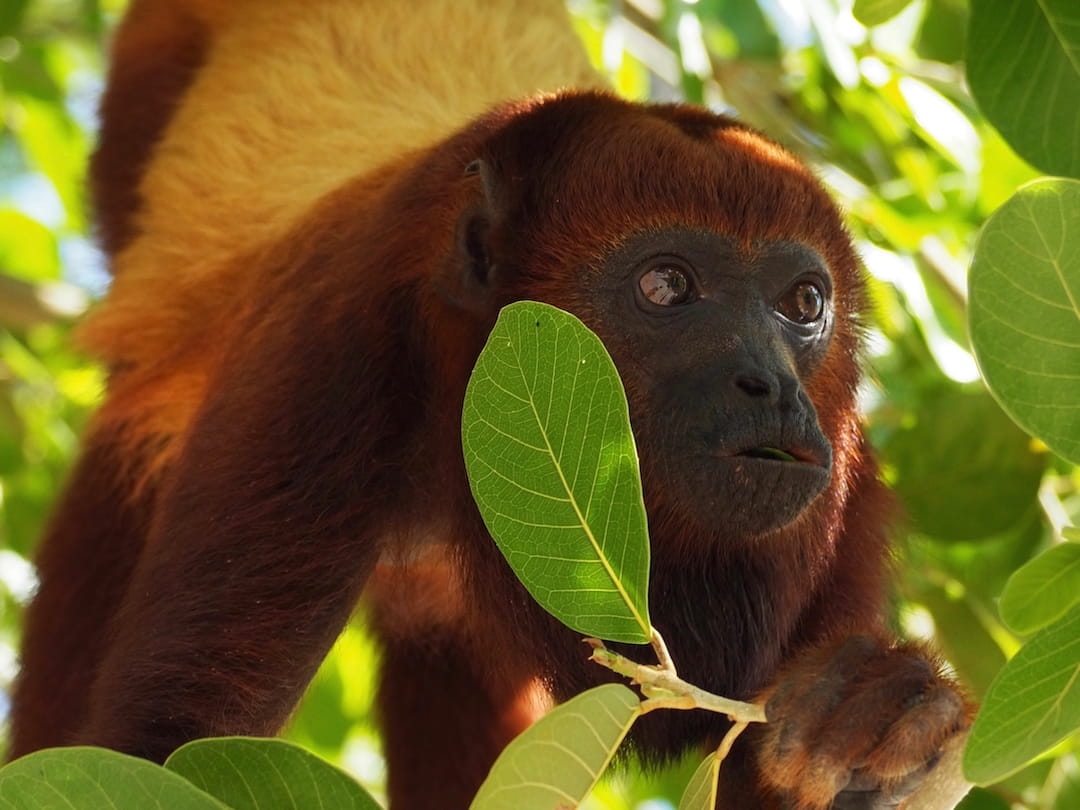 28 stunning wildlife photos. Howler Monkey, Mompox, Colombia
