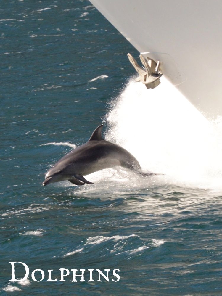WILDLIFE - DOLPHINS Dolphins