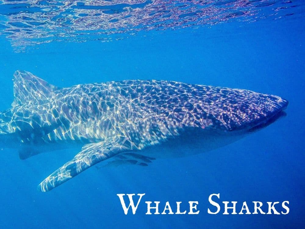 WILDLIFE - WHALE SHARKS Whale Sharks