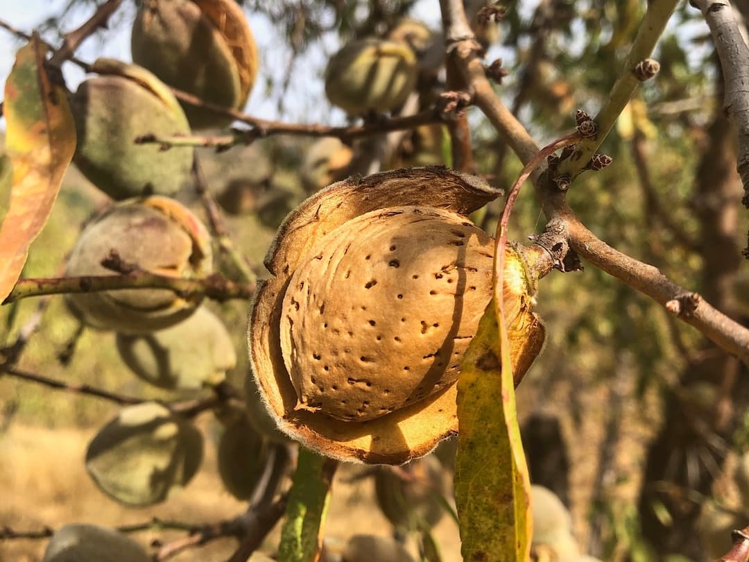 An almond hanging from a tree