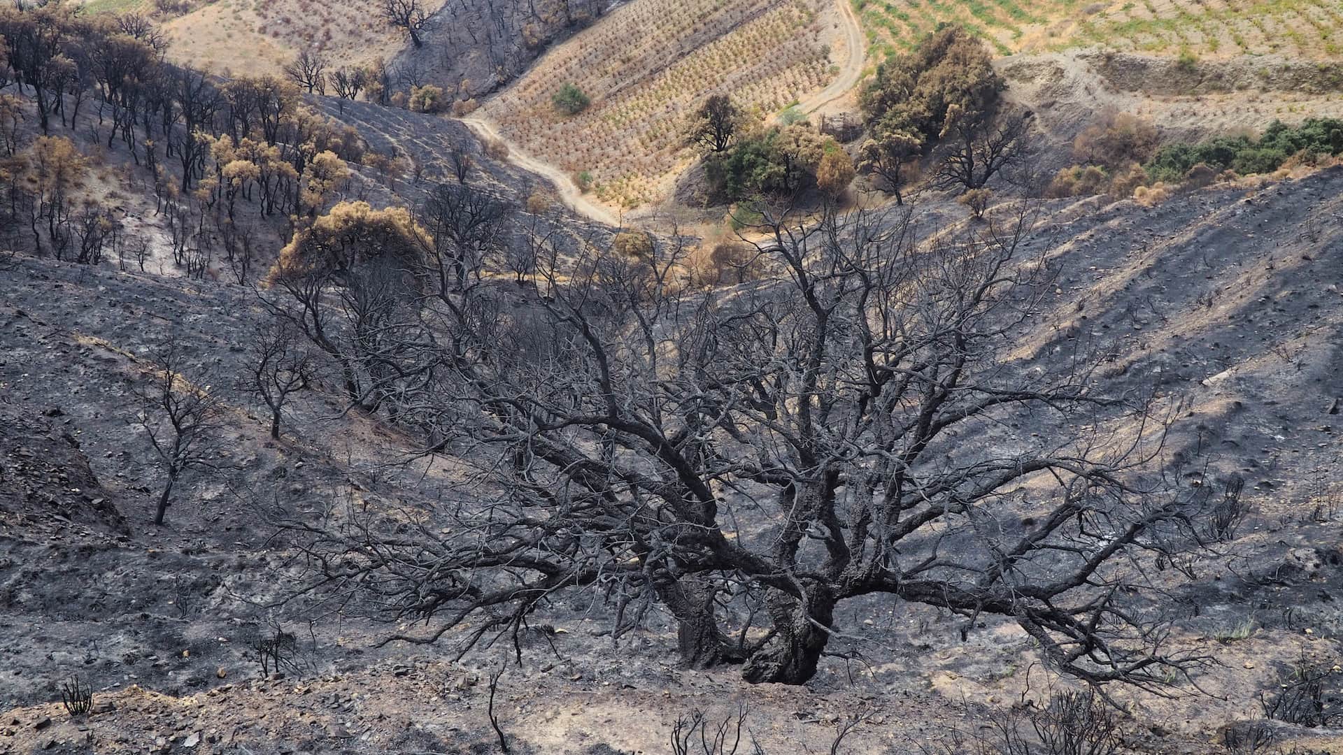 A burnt tree in the middle of an ash laden landscape