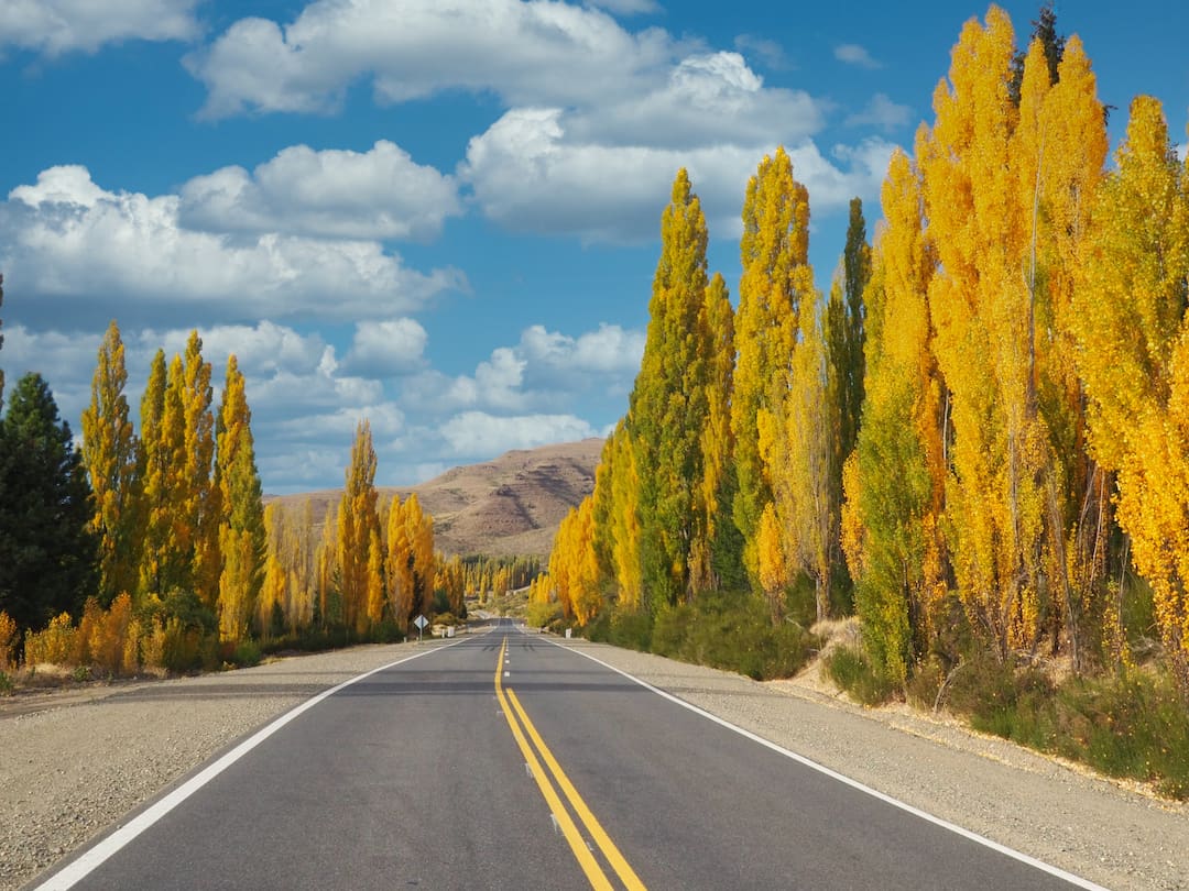 A road with two yellow lines running down the middle with yellow-leaved trees on either side
