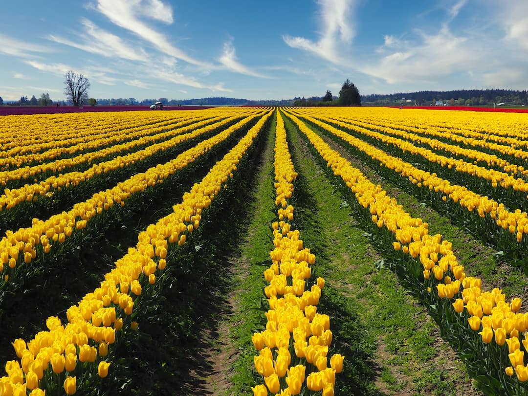 Rows of yellow flowers lead into the background