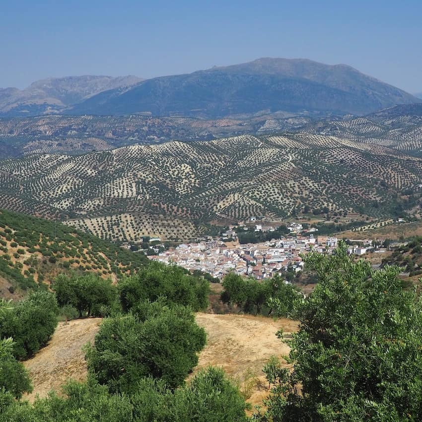 A whitewashed pueblo surrounded by olive groves