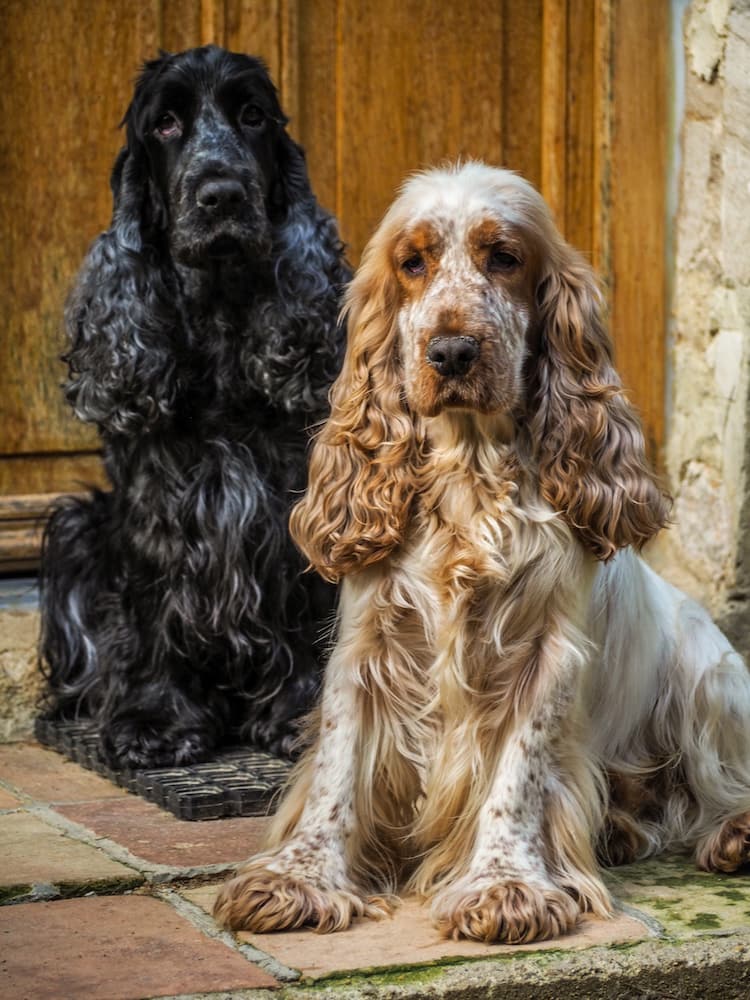 Two dogs sit in a pose for the camera