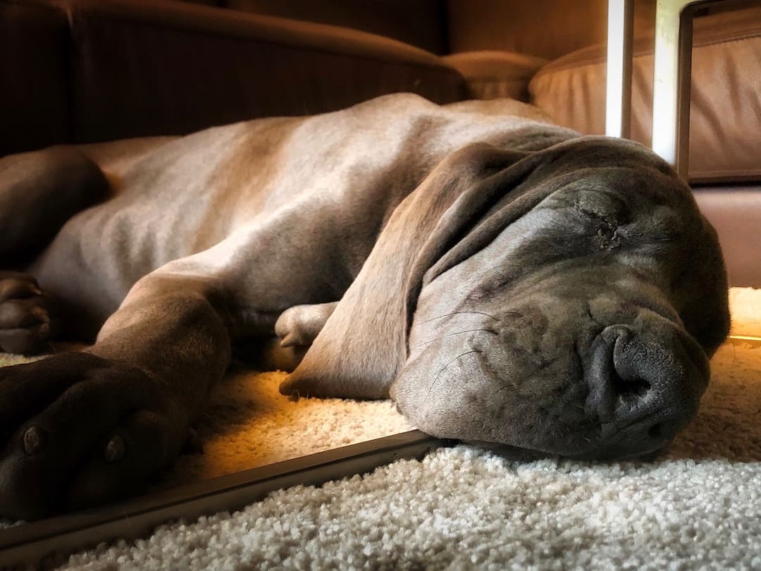 Ragna, the Great Dane, sleeps on a carpeted floor