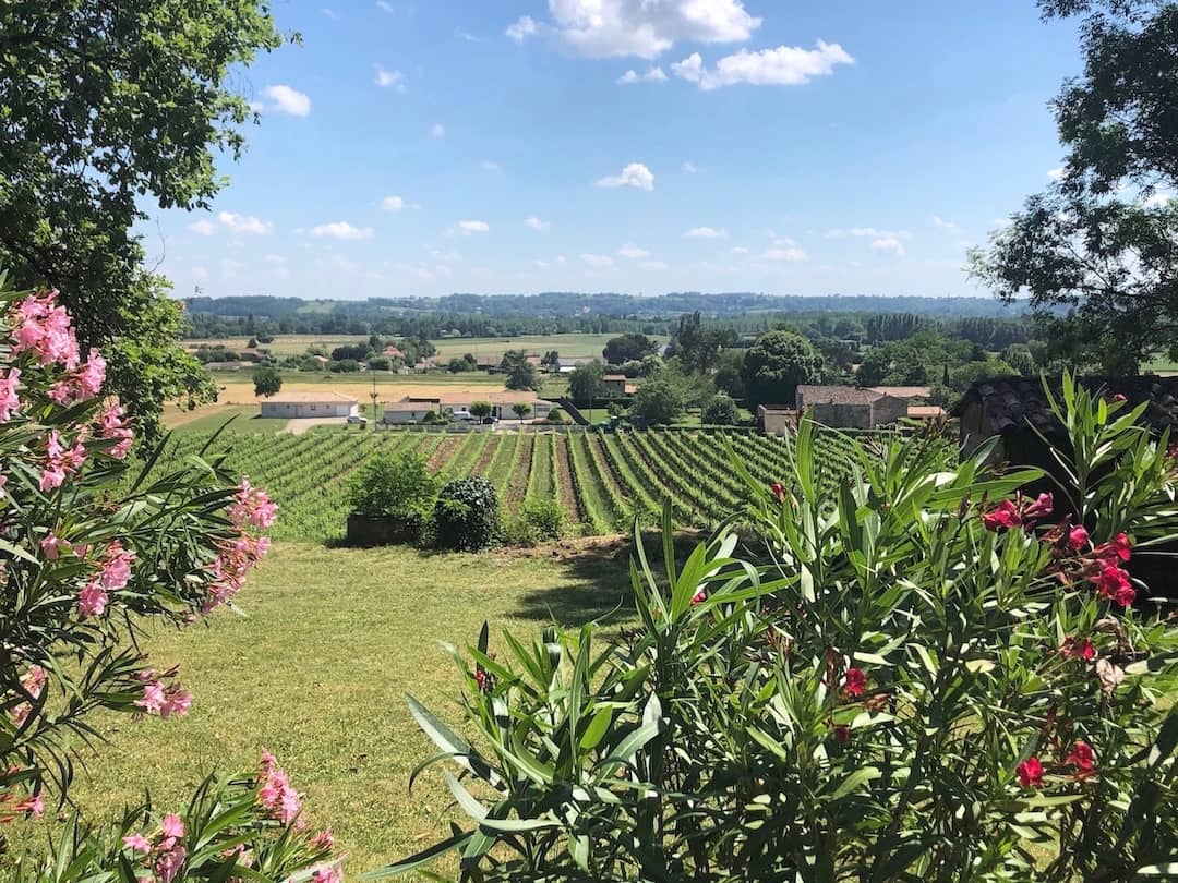 A view through bushes to a vineyard beyond