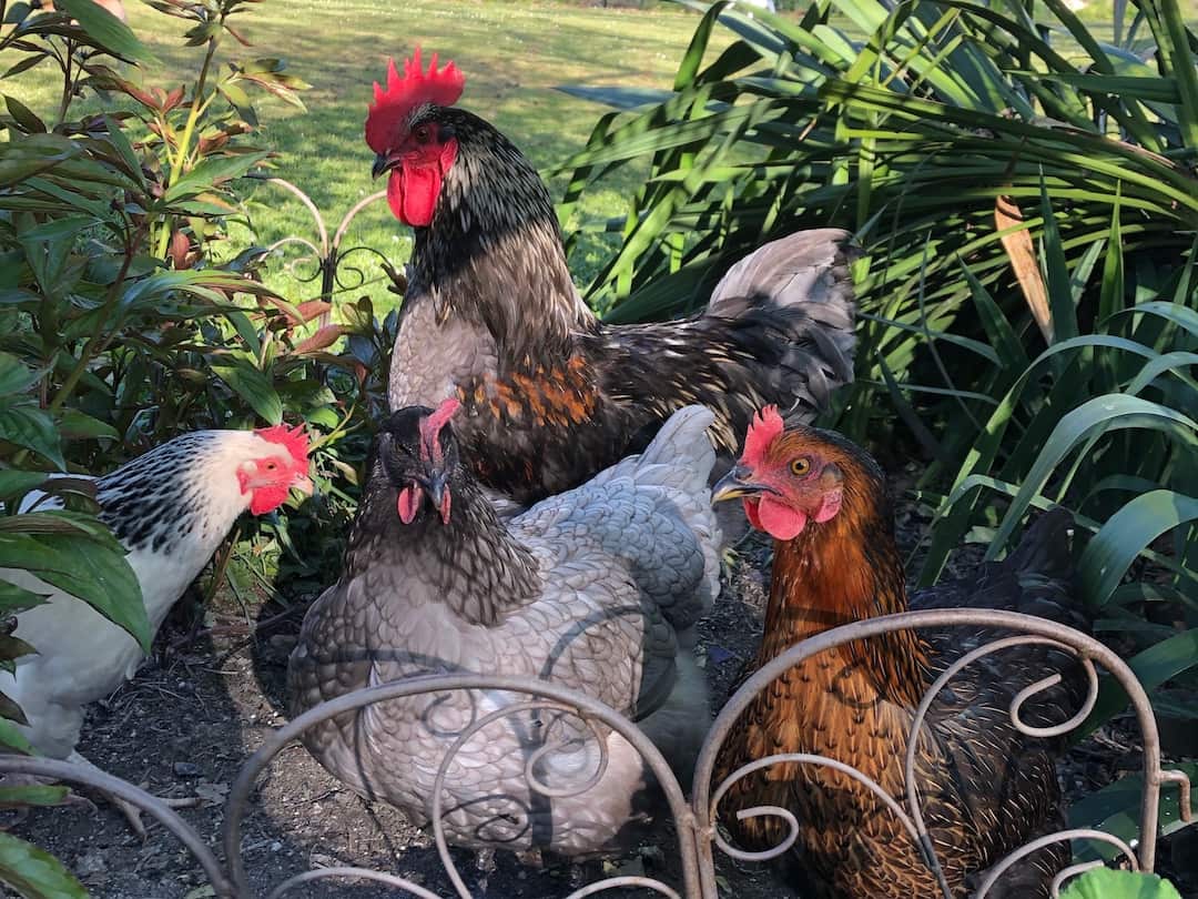 A group of chickens behind a small metal fence