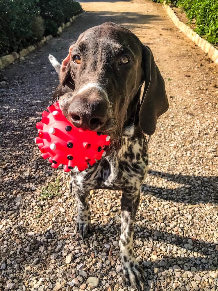 A dog with a red ball in its mouth