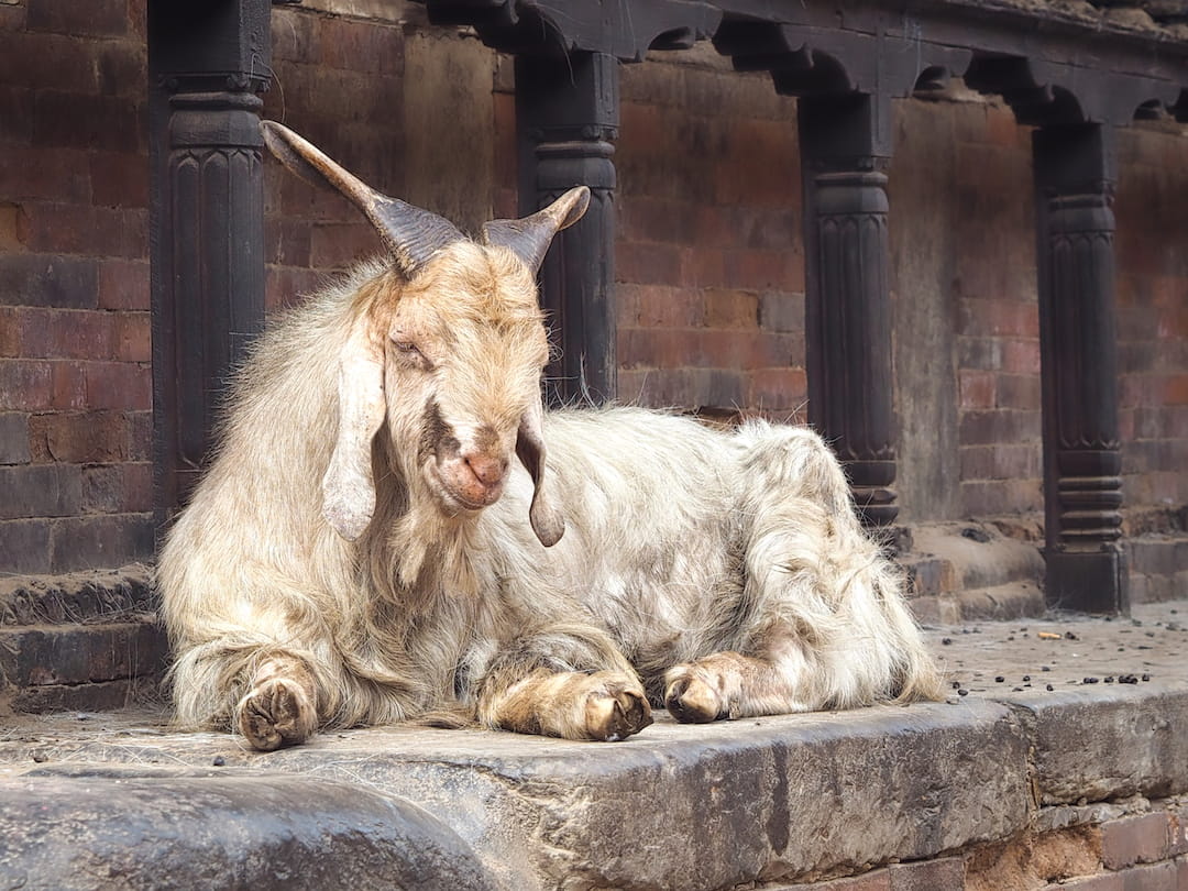 A goat sits on the side of a temple
