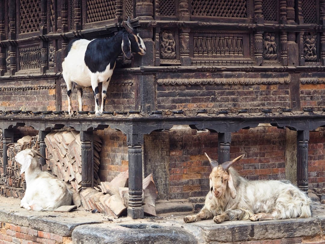 Goats at a temple in Bhaktapur