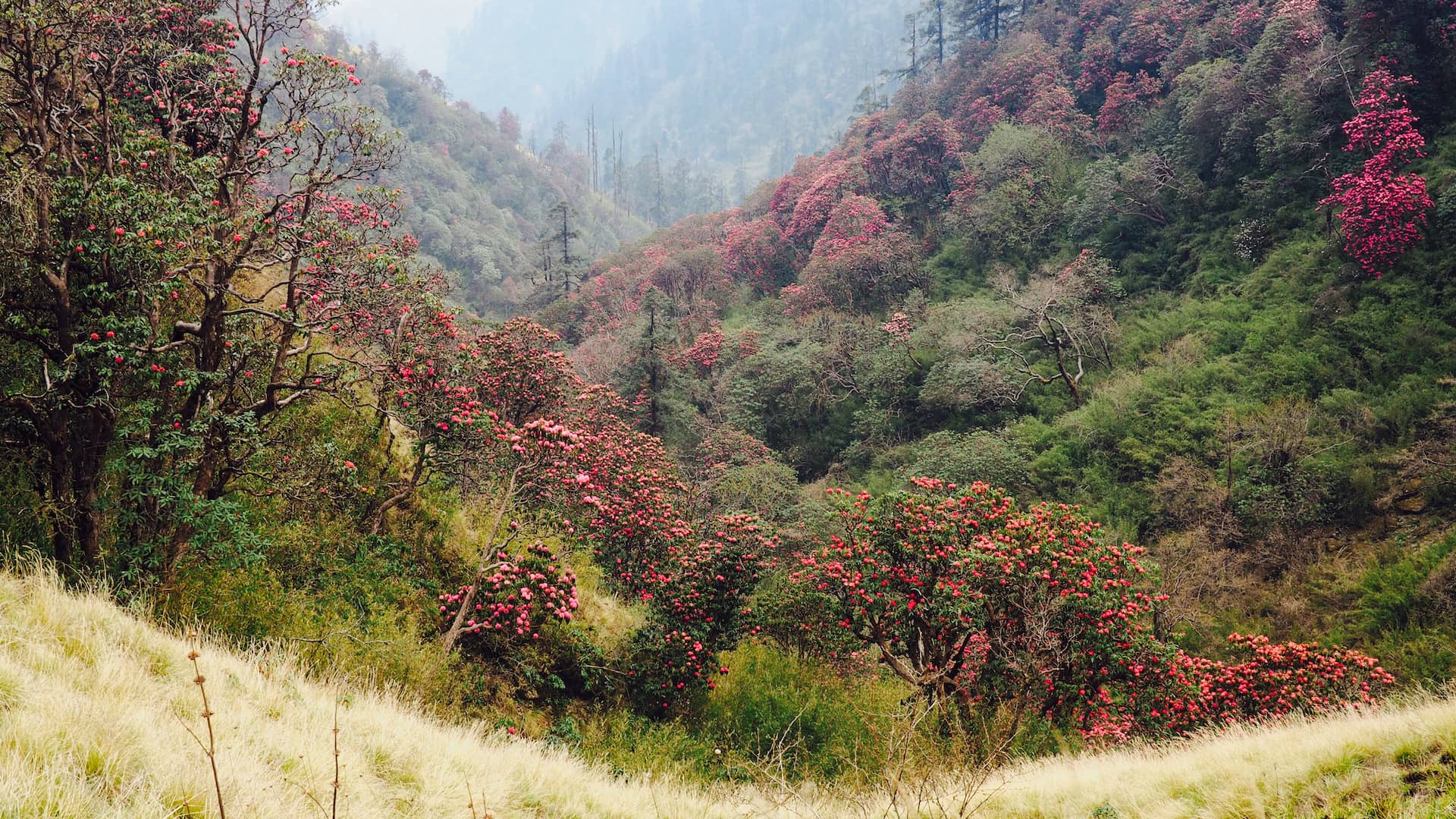 A green valley filled with red flowers
