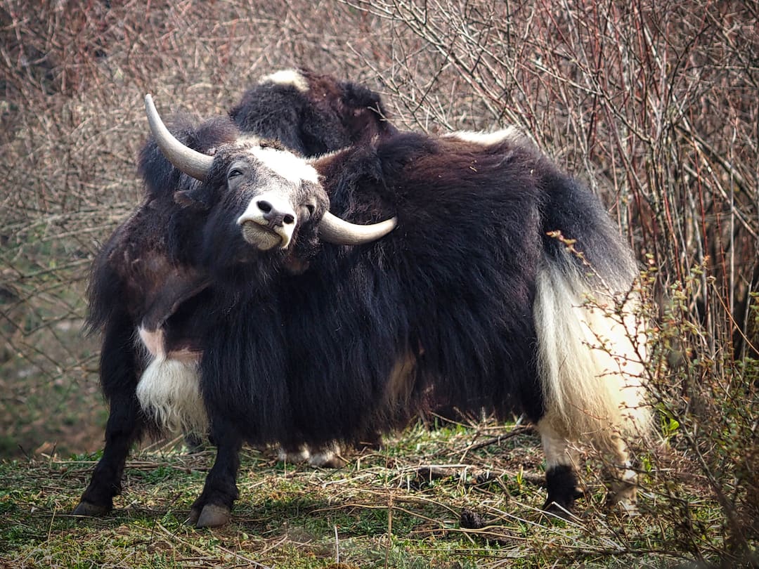 A yak stretches its neck towards the camera