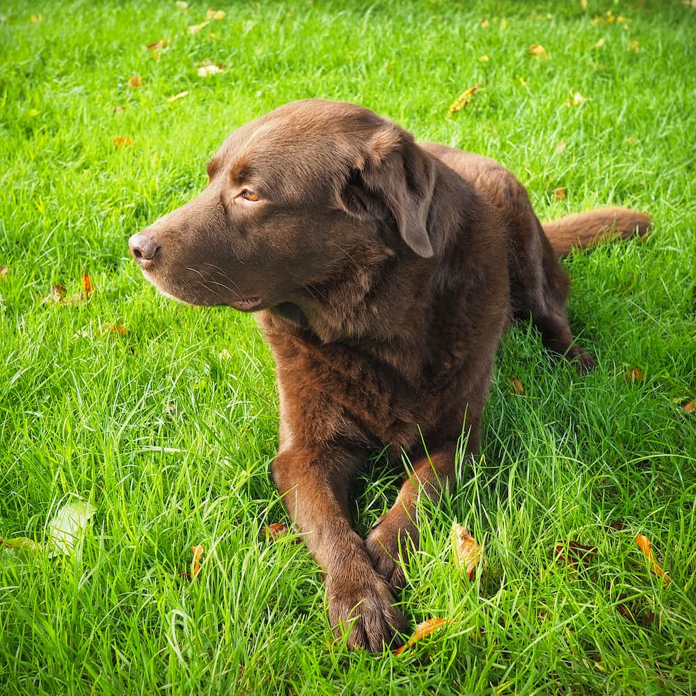 A brown dog lying on grass looks to the left