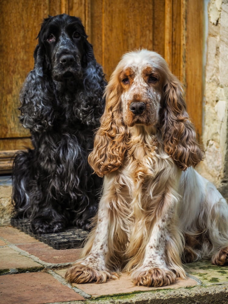 A black dog (Cocker Spaniel) sits behind a tan-coloured dog while posing for the camera