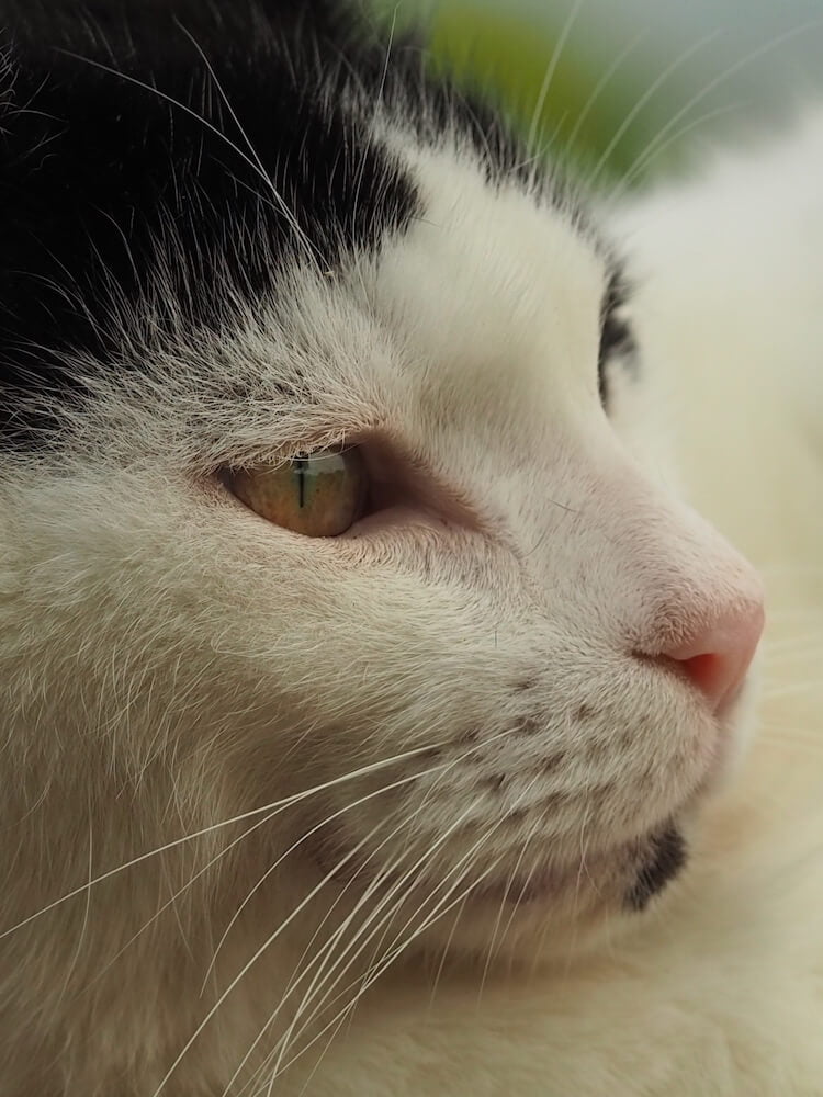 Close up of a cat with a white face and black head