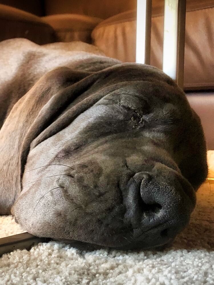 Close up of the head of a large brown dog that's asleep on a carpet