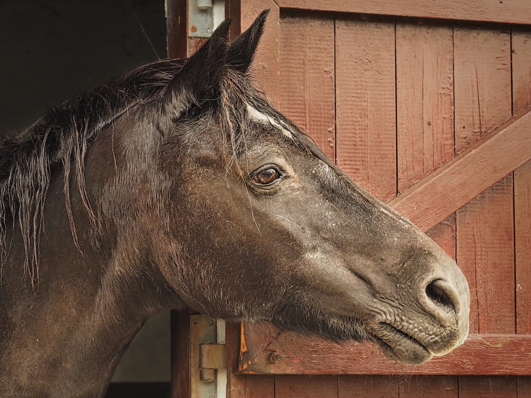 A brown horse looks out of a stable door