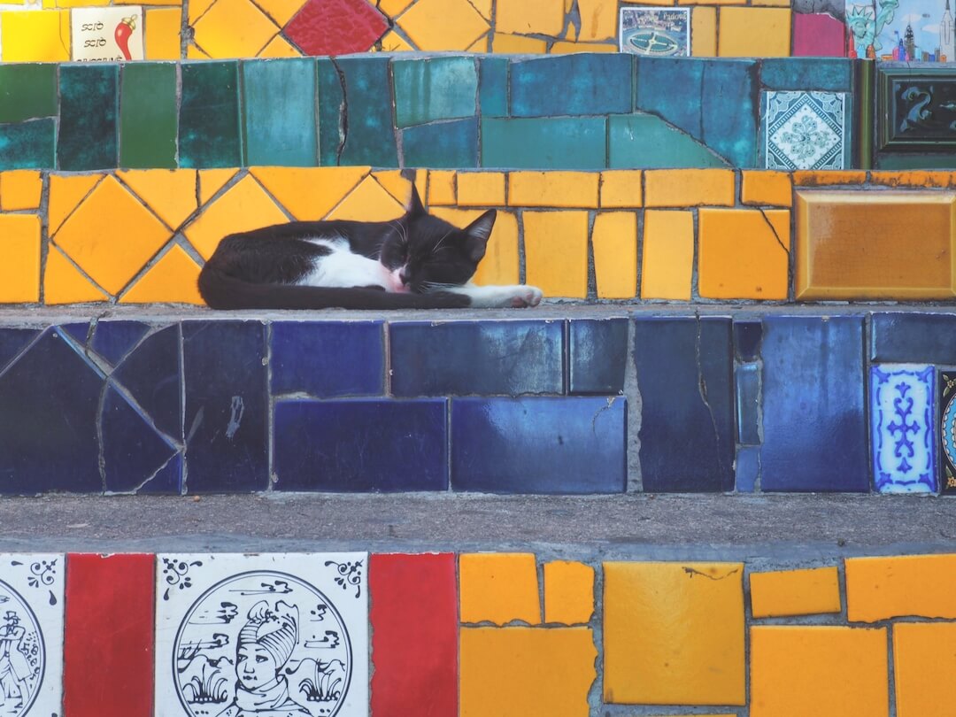 Selaron Steps Rio de Janeiro - sleeping cat