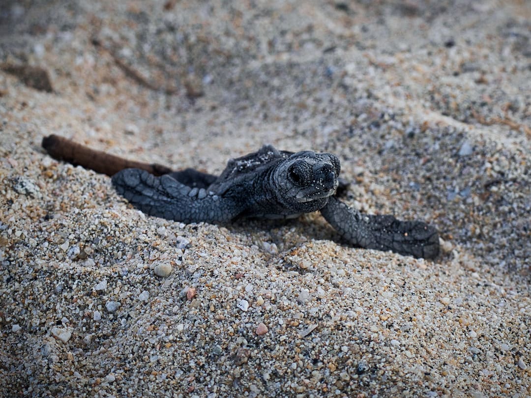 A hatchling looks around