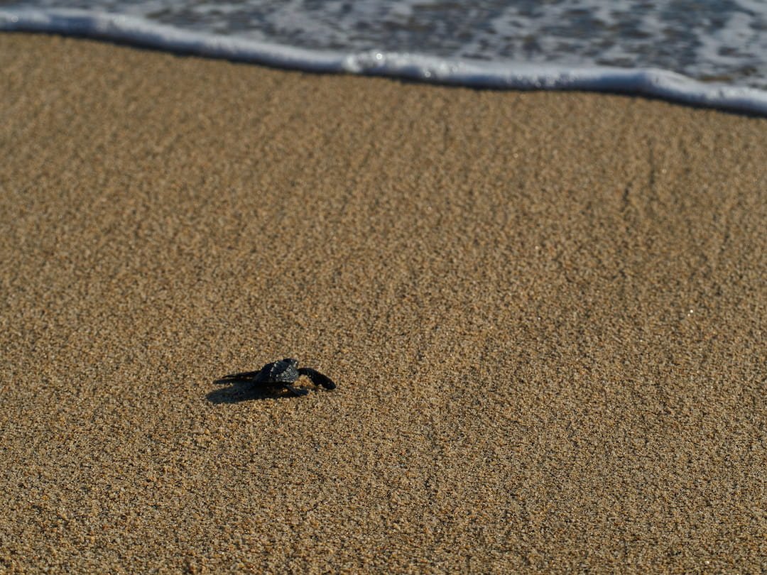 A hatchling heads to the ocean