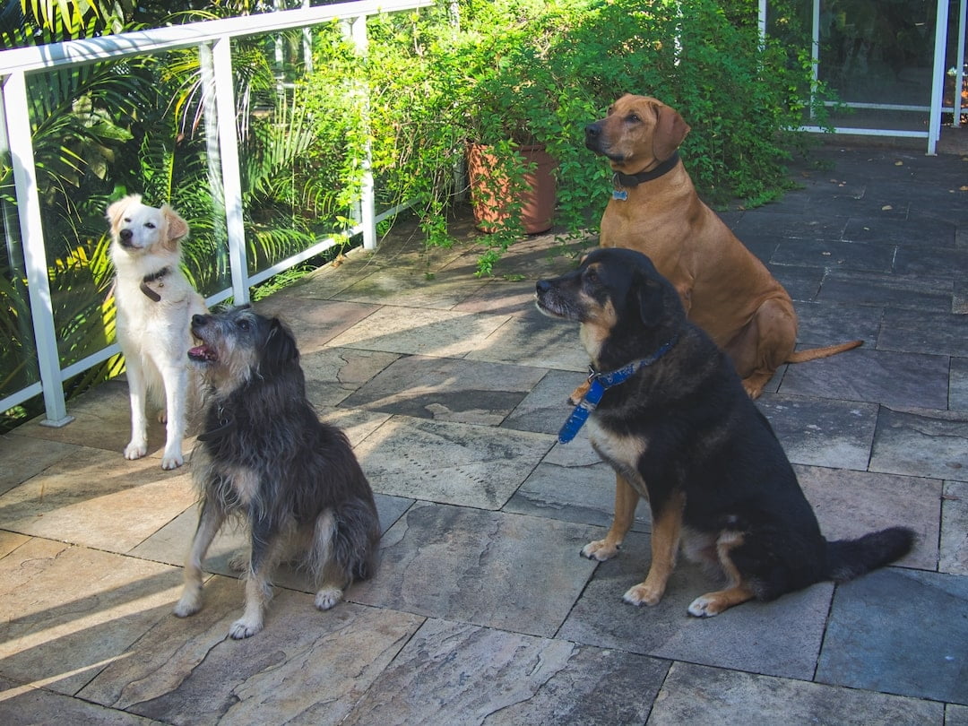 Our four dogs wait patiently for a treat