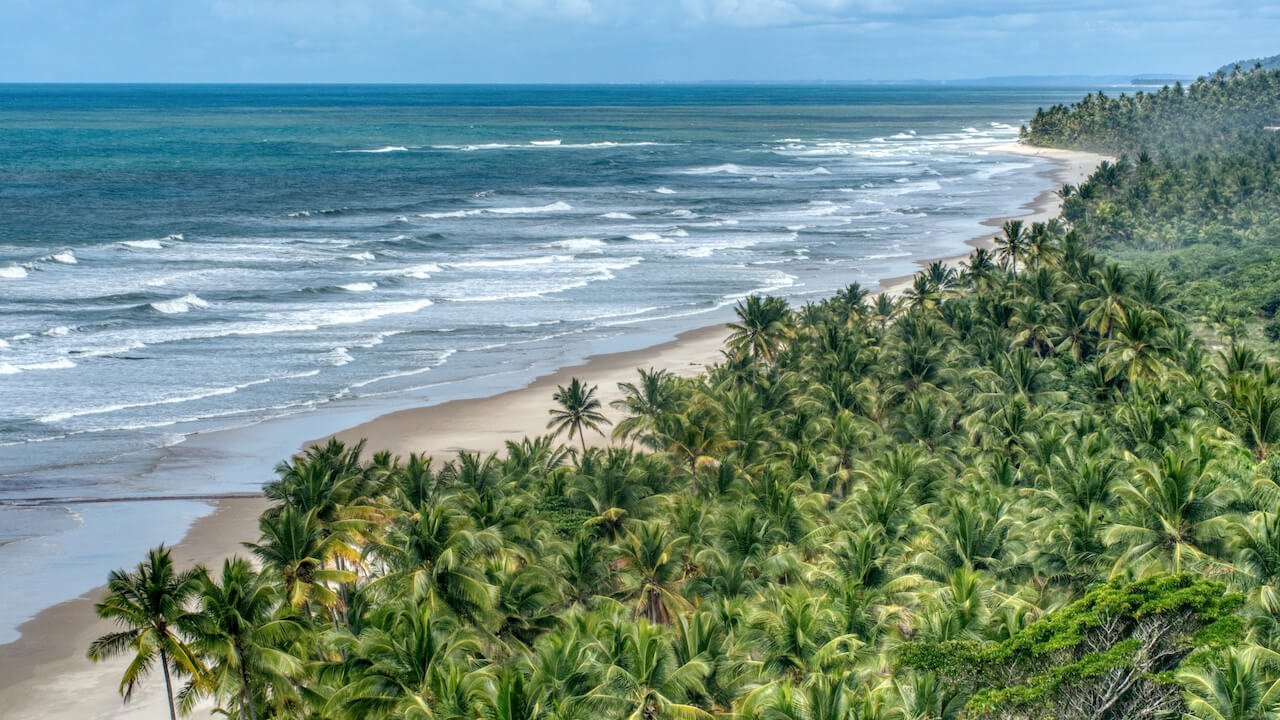 View of a beach from above a canopy of coconut trees