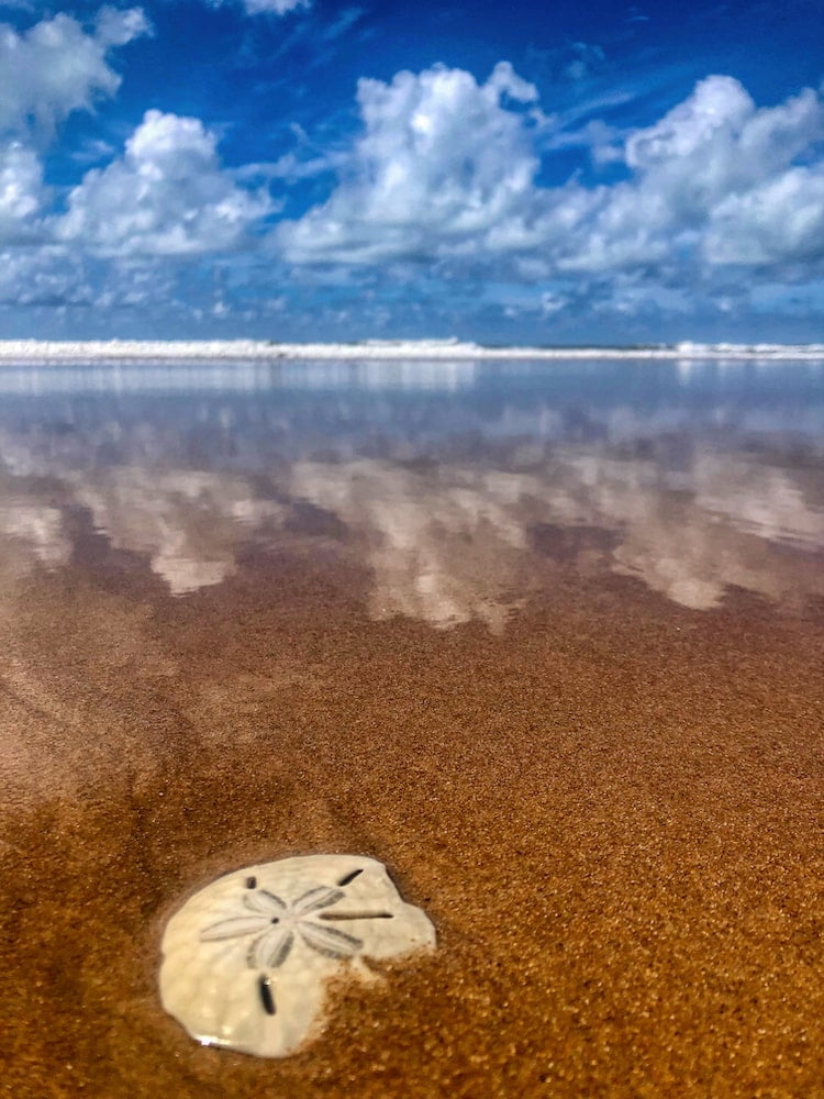 A shell and cloud reflections in the sand